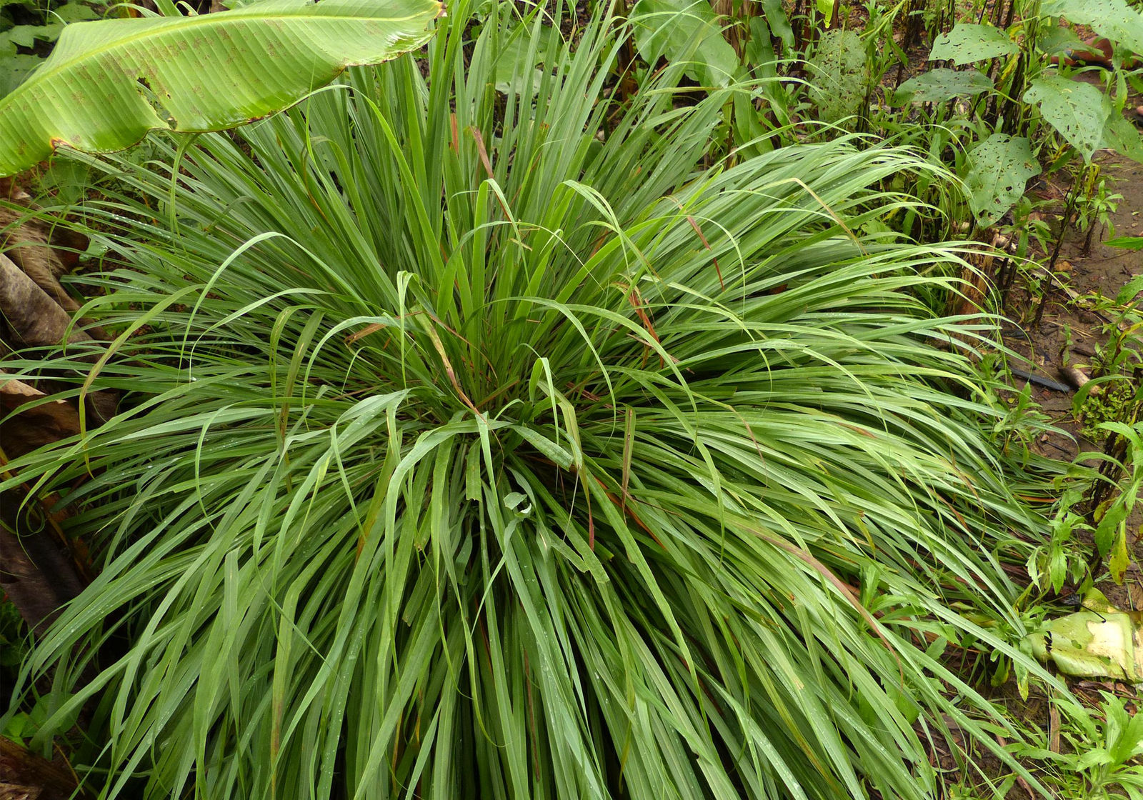Cymbopogon citratus