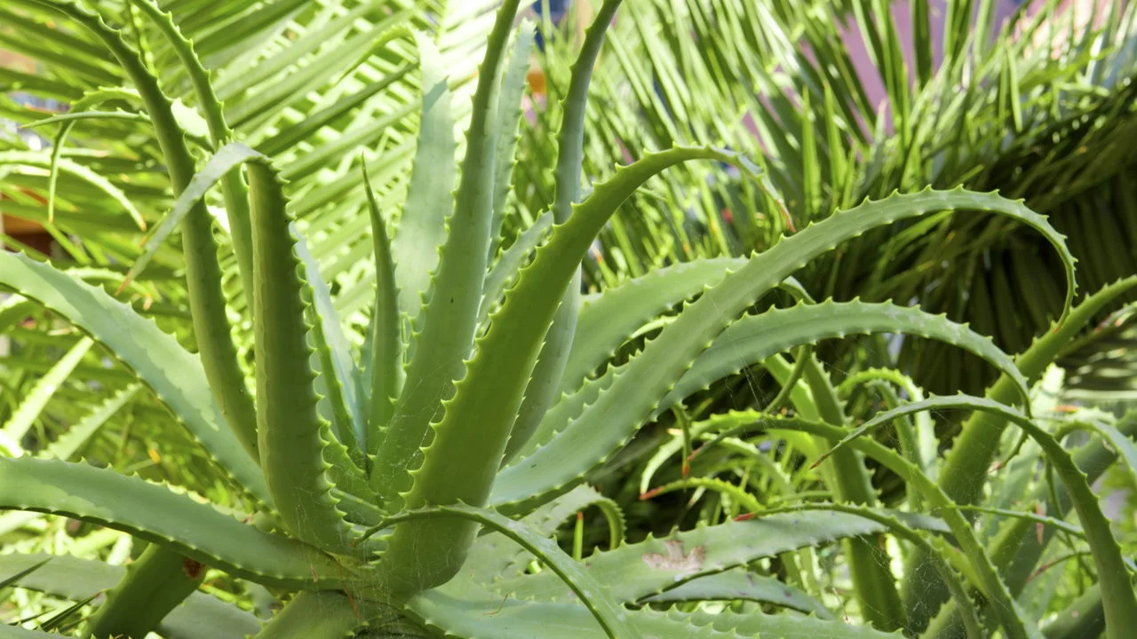 Aloe vera